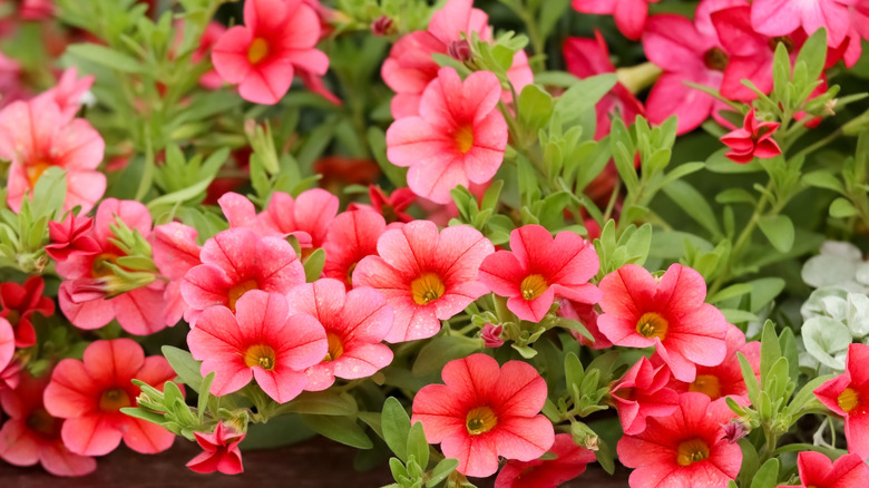 Salmon red calibrachoa blossoms close up