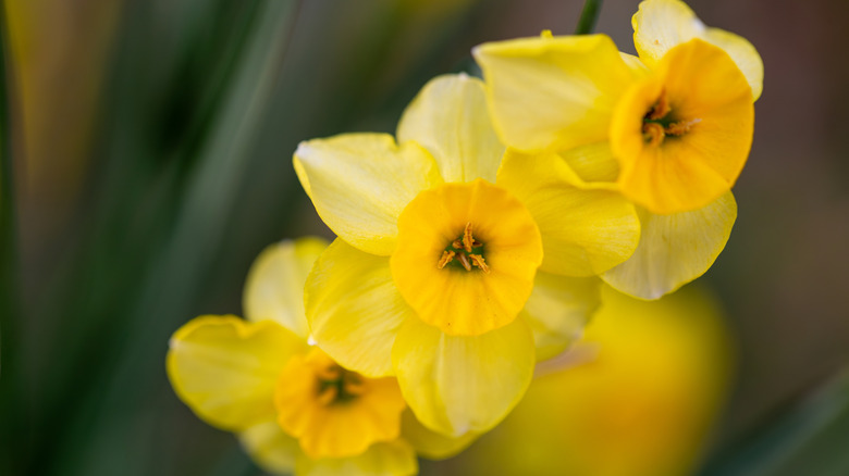 Yellow daffodils close up