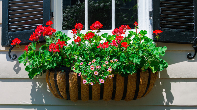Geraniums in wrought iron window box