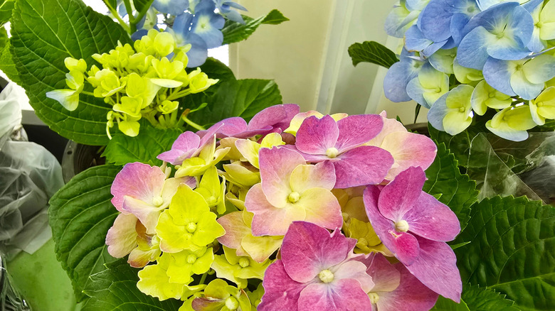 Yellow, blue, and fuchsia hydrangea blooms