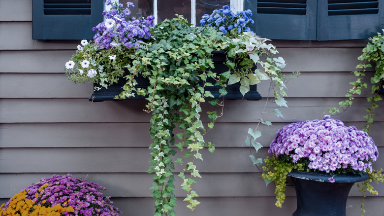 Ivy and flowers in window box