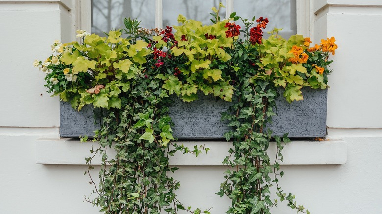 Ivy filling out and hanging down from a window box