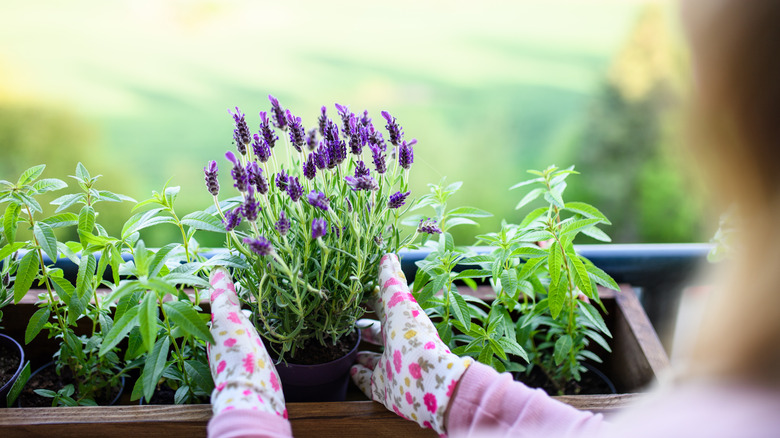 Gardener setting potted lavender in a planter box