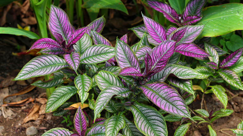 Persian shield with purple and green leaves planted among other plants
