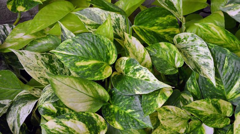 Pothos green variegated leaves
