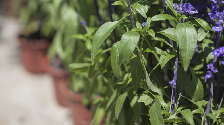 Purple salvia blossoms close up