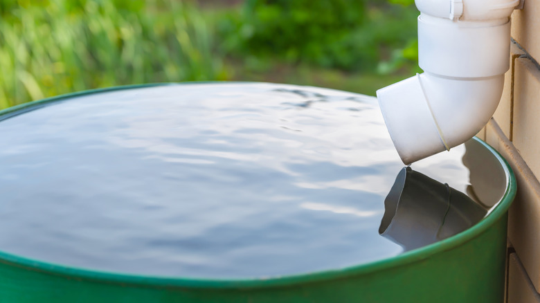 Gutter white pipe and a green rain barrel filled with water