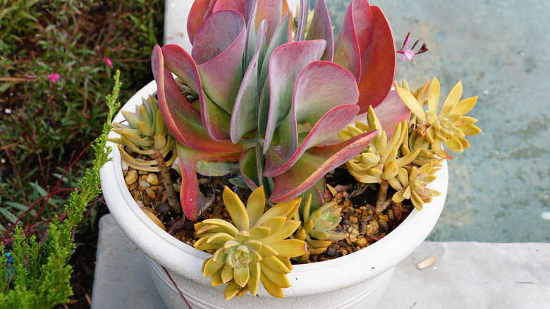 Large pot containing flowers on patio