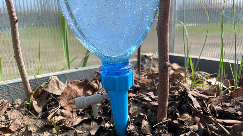 Watering spike on plastic bottle as drip feeder