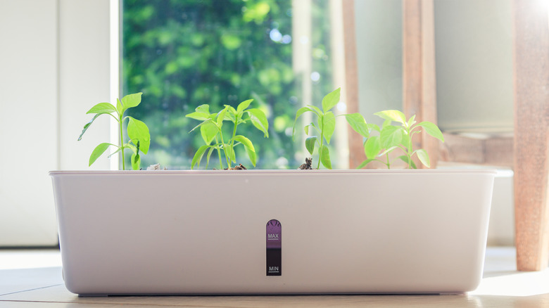 Self watering planter with reservoir in bottom