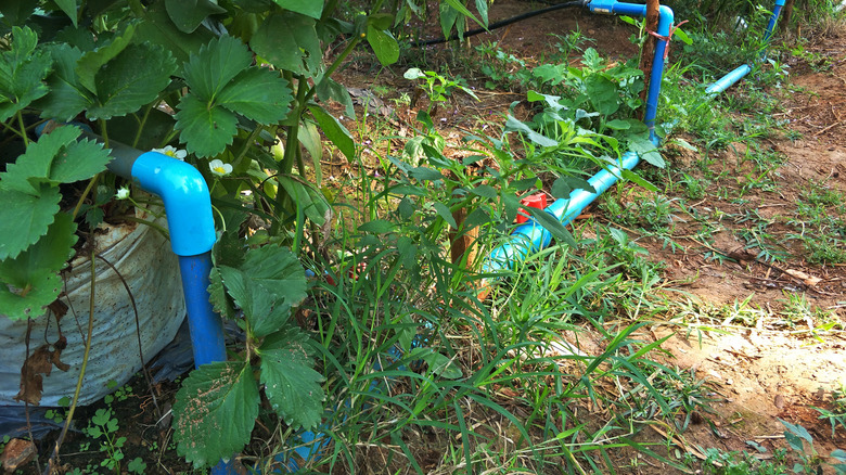 Irrigation manifold set up to water individual plants