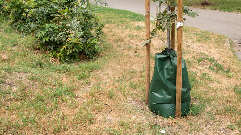 Tree bag fixed around a young tree