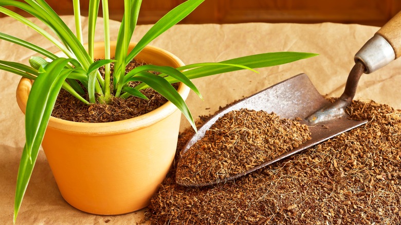 A yellow plant pot filled with coco coir with more next to it with a spade on top
