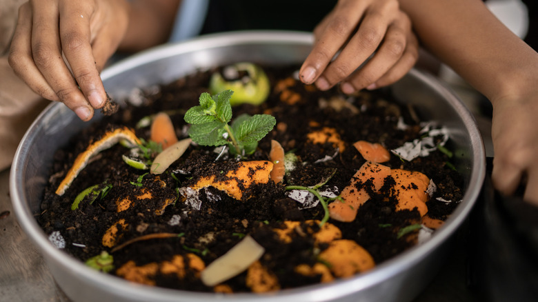A small plant in a pot surrounded by compost, including orange peels