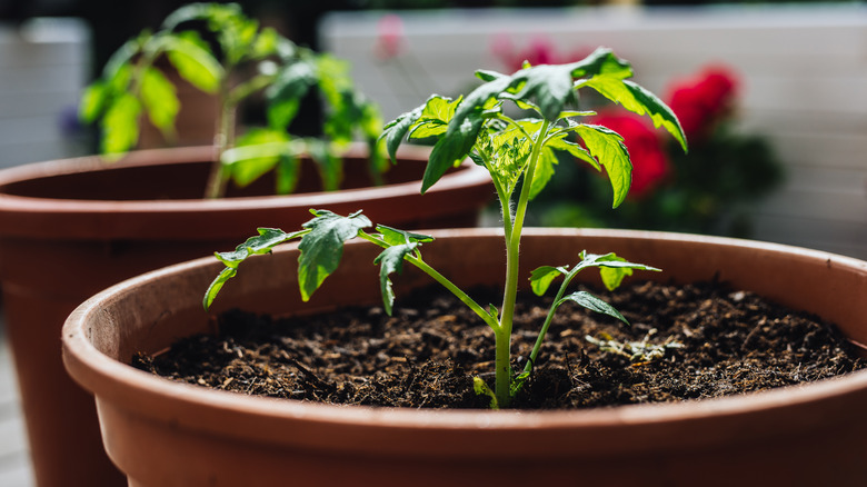 Tomato plants in large pots filled with dirt