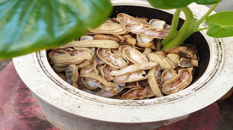Peanut shells in a plant pot with rich green plants growing out of them