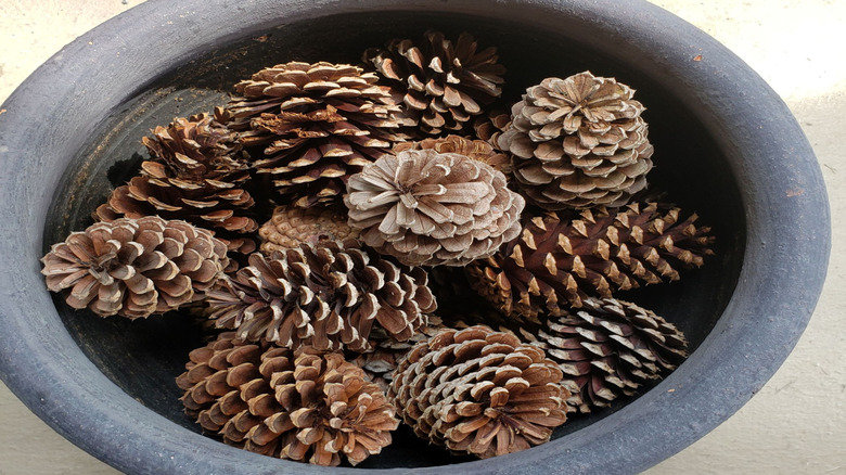 A pot filled with pinecones