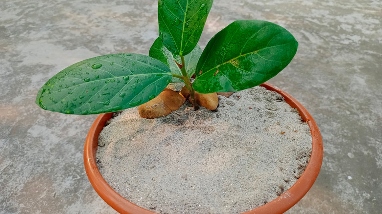 Sand filled to the brim of a plant pot with a small tree growing out of it