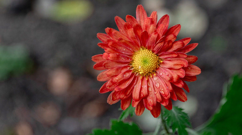 A close up of a red chrysanthemum flower