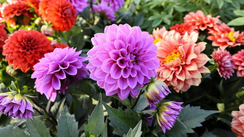 A range of dahlias in  purple orange and red