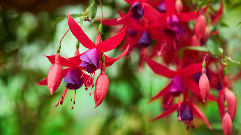 Red and purple fuchsia flowers