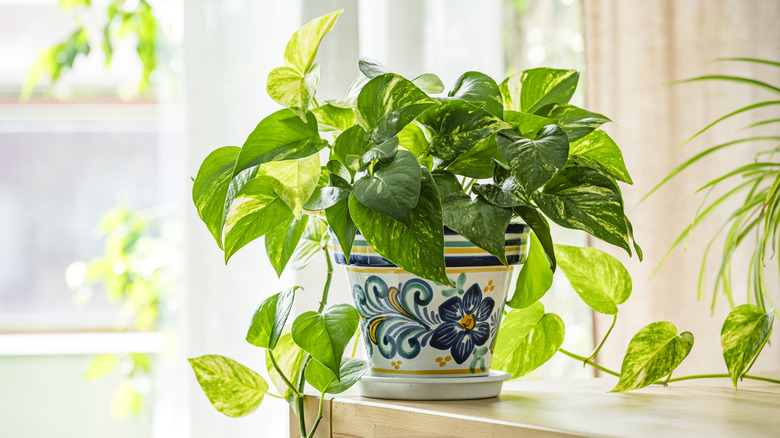 Golden pothos plant in a decorative pot