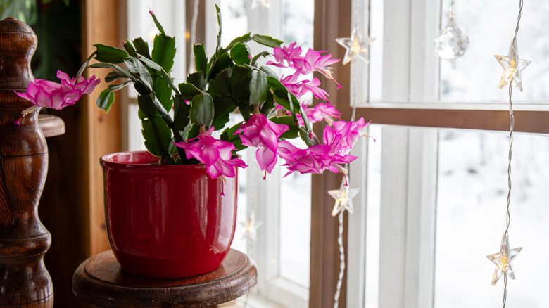 A holiday cactus with pink blooms
