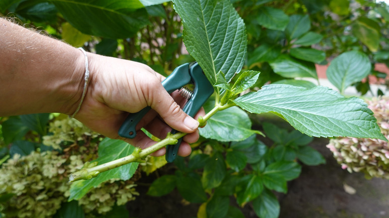 Gardener taking a cutting from a hydrangea bush
