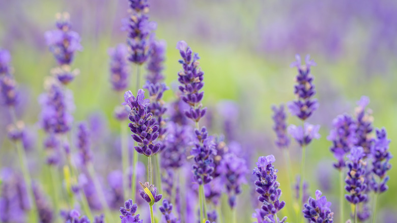 Close up of flowering lavender