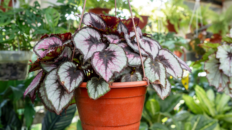 Rex begonia in a hanging basket