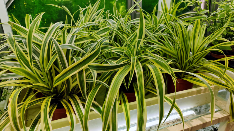 A row of healthy spider plants