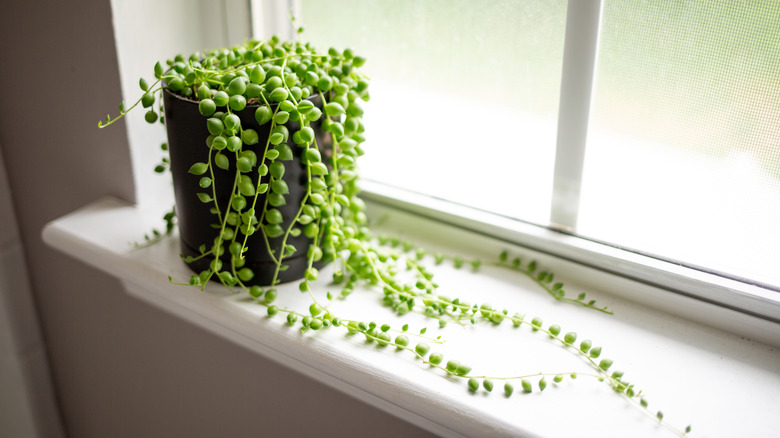 String of pearls plant on a windowsill