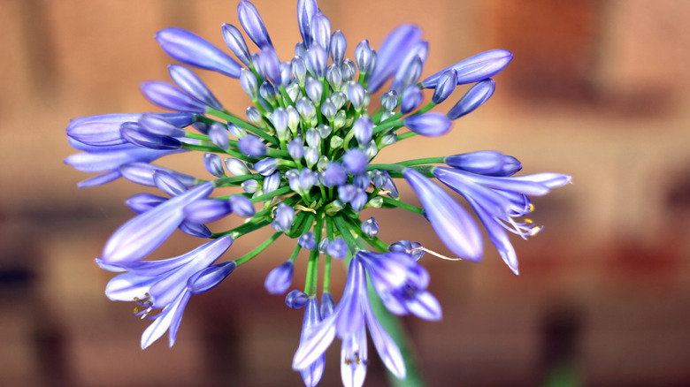 A close up of an African lily shows a cluster of purple florets.