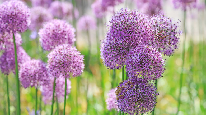 Purple allium heads stand on slim green stems.