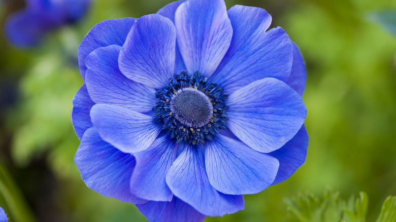 An anemone flower head is a vibrant purple with a darker center.