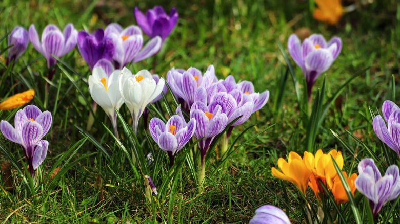 Purple, white, and yellow crocuses grow in a grassy field.