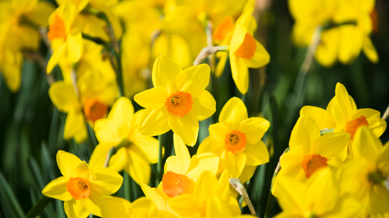 A cluster of bright yellow daffodils with orange centers bloom together.