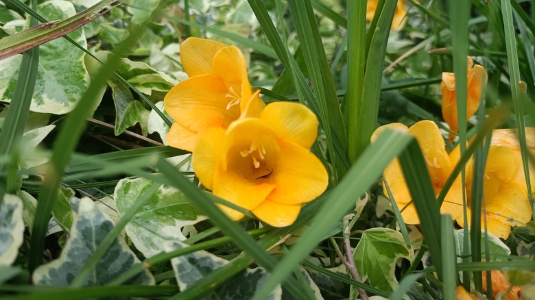 Orange-yellow freesia flowers bloom against green foliage.