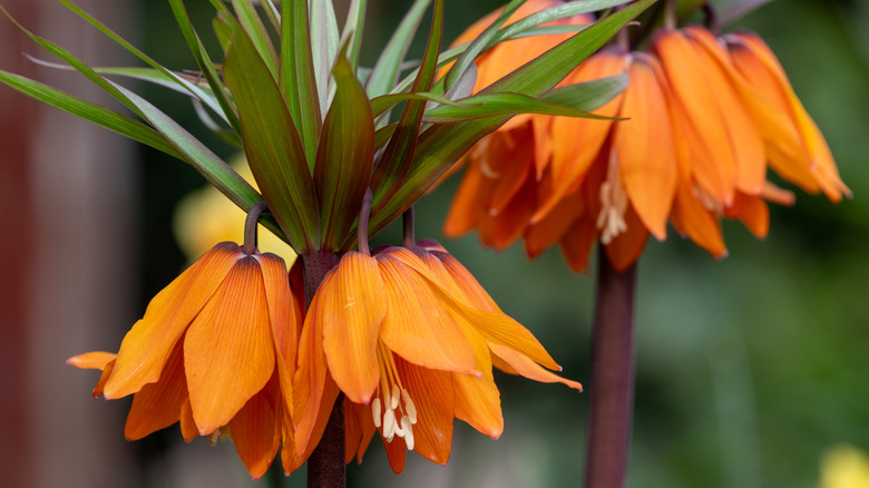 Orange fritillaria flowers hang from a stem.