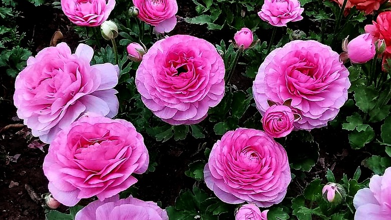 Bluish-pink Persian buttercups bloom in a cluster.