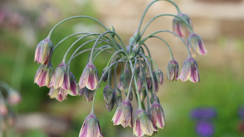 A head of Nectaroscordum siculum shows off pastel bell-shaped florets.