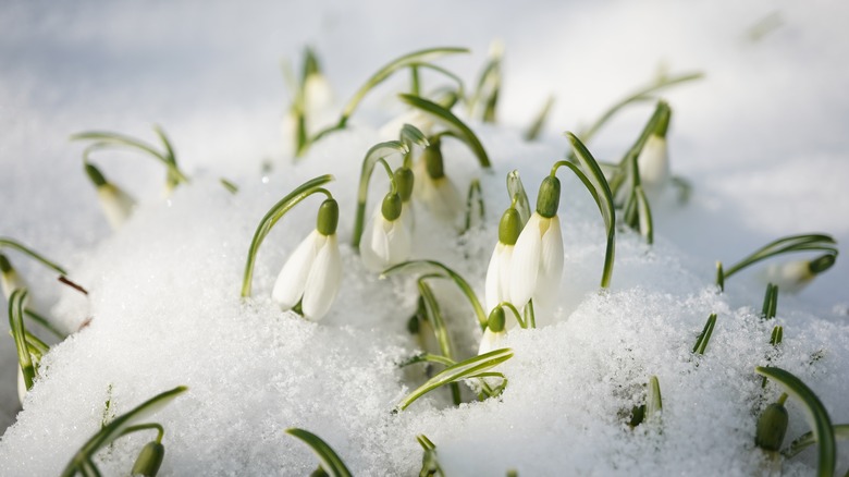 delicate white snowdrops grow through the snow.