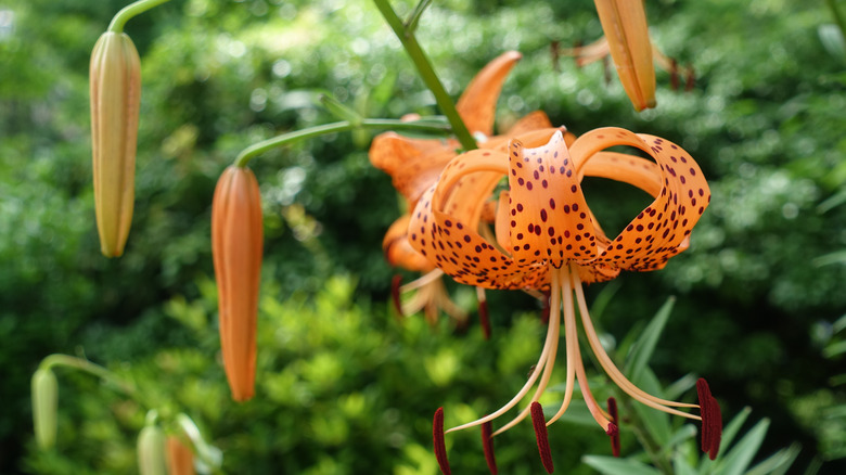 Dark-spotted orange tiger lilies hang from a stem.