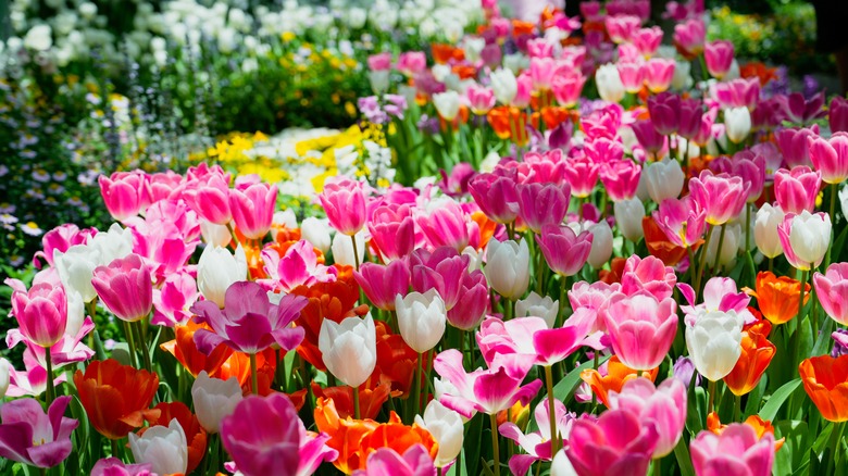 Multicolored tulips bloom in a large cluster.