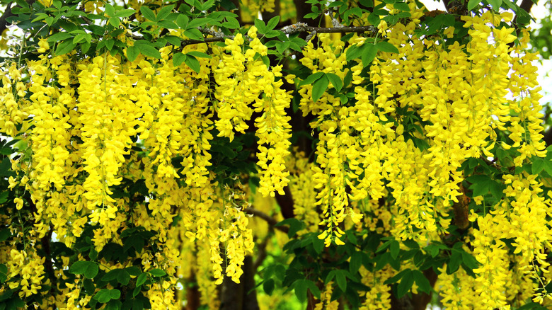 hanging clusters of yellow flowers from a golden chain tree