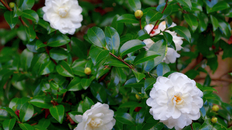 white camellia flowers on glossy green leaves