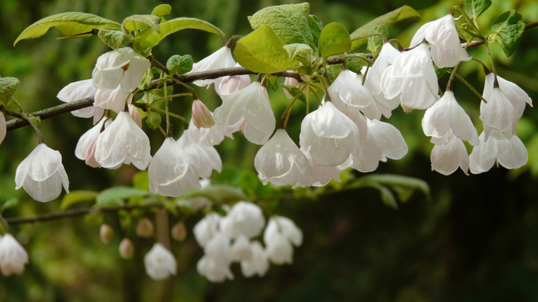 sweet hanging bell-shaped, white, flowers of a carolina silverbell