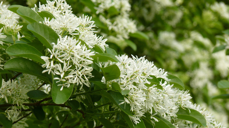The fuzzy white flowers of the fringe tree