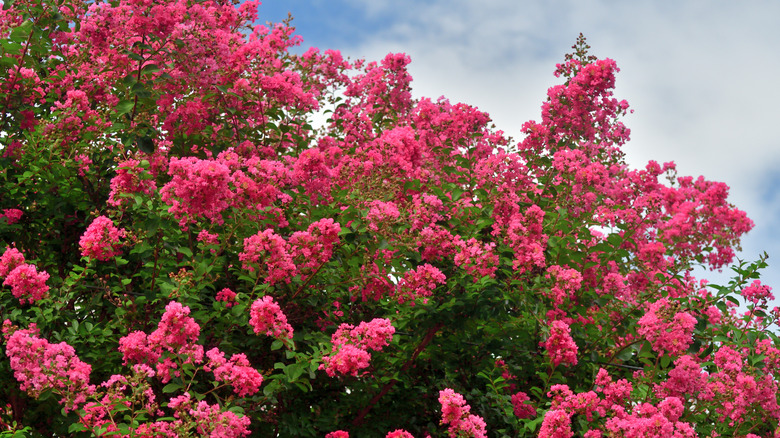 profuse dark pink flowers against green foliage of the crepe myrtle