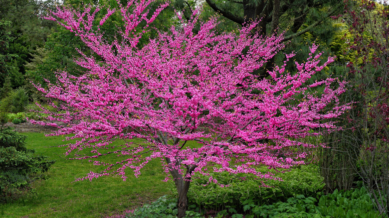 a bright splash of pink flowers of the eastern redbud against a green garden